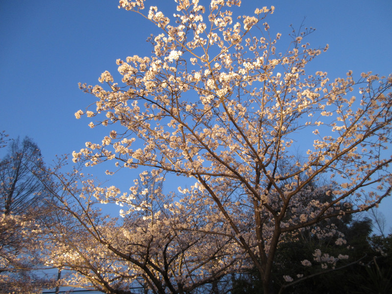 王子動物園の夜桜 王子動物園の夜桜
