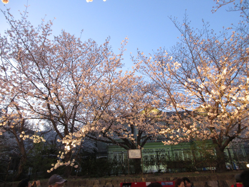 王子動物園の夜桜 王子動物園の夜桜