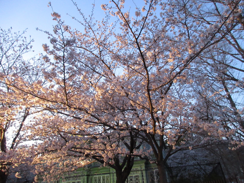 王子動物園の夜桜 王子動物園の夜桜