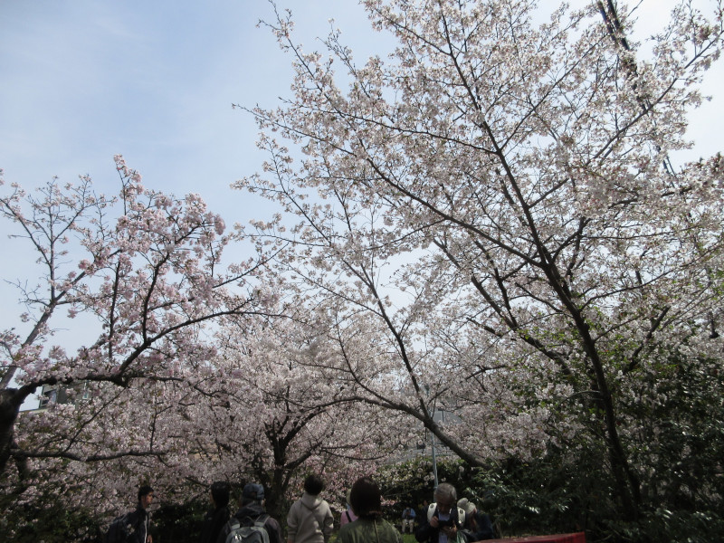 岡本・桜守公園の桜 岡本・桜守公園の桜