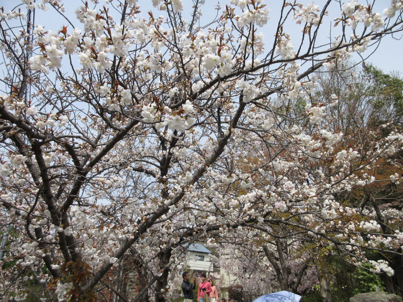 岡本・桜守公園の桜 岡本・桜守公園の桜