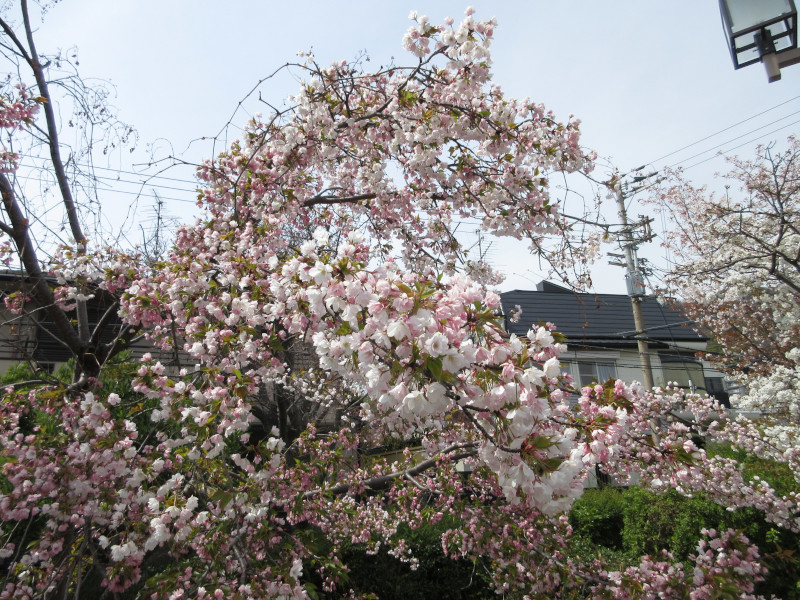岡本・桜守公園の桜 岡本・桜守公園の桜
