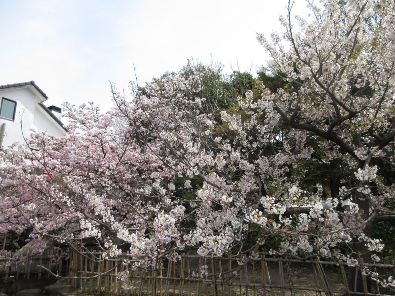 岡本・桜守公園の桜 岡本・桜守公園の桜