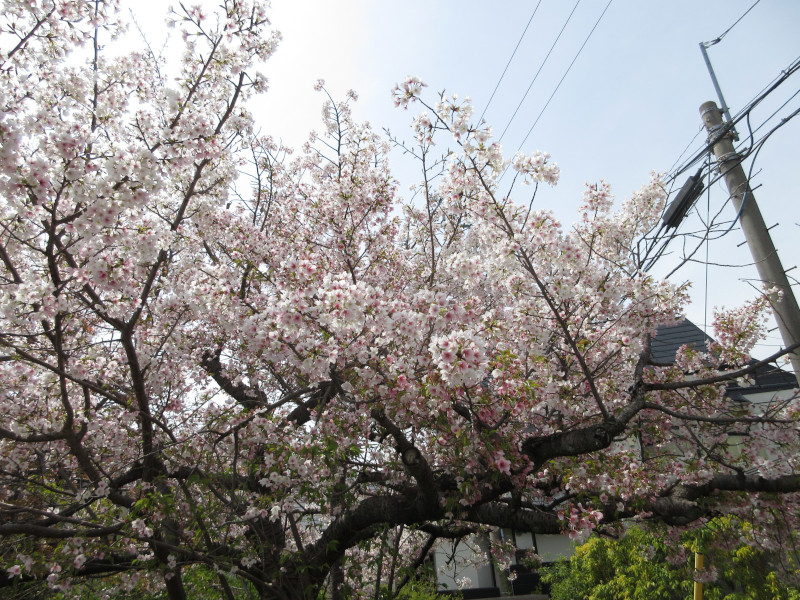 岡本・桜守公園の桜 岡本・桜守公園の桜