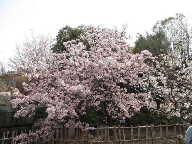 岡本・桜守公園の桜 岡本・桜守公園の桜