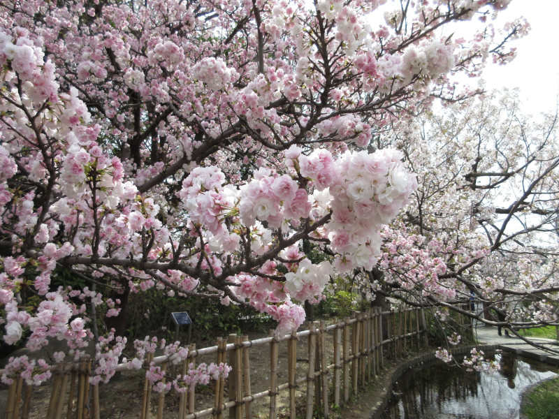 岡本・桜守公園の桜 岡本・桜守公園の桜