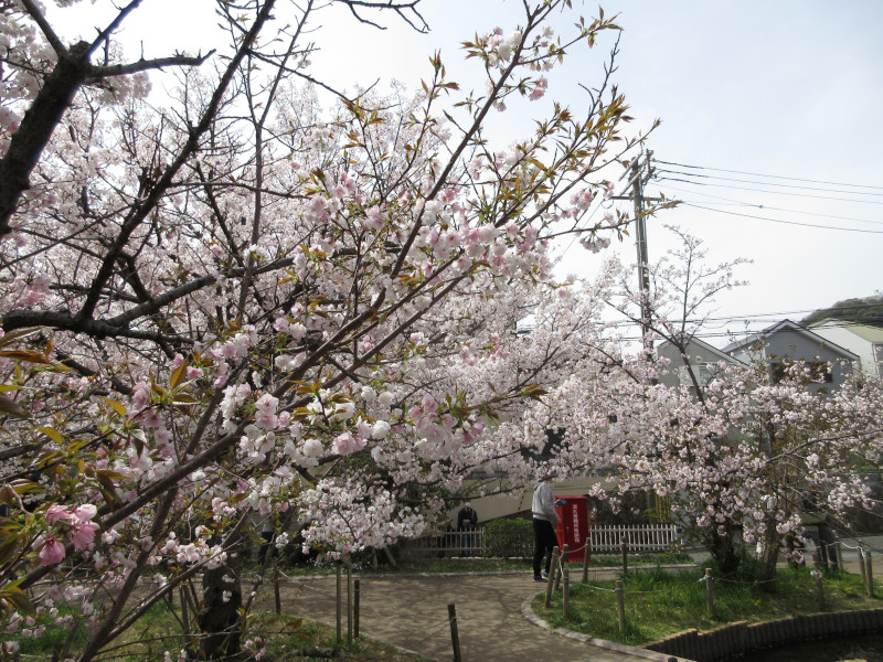 岡本・桜守公園の桜 岡本・桜守公園の桜