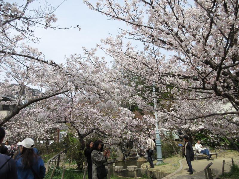 岡本・桜守公園の桜 岡本・桜守公園の桜