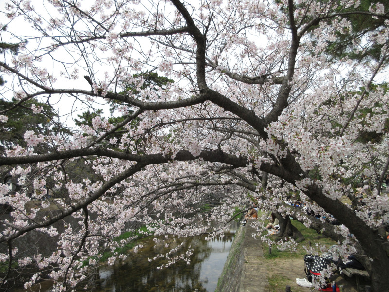 夙川の桜 夙川の桜