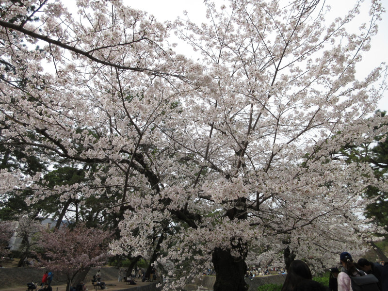 夙川の桜 夙川の桜