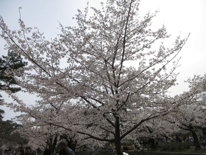 夙川の桜 夙川の桜