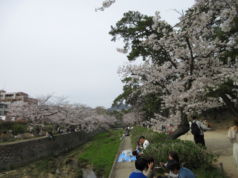 夙川の桜 夙川の桜