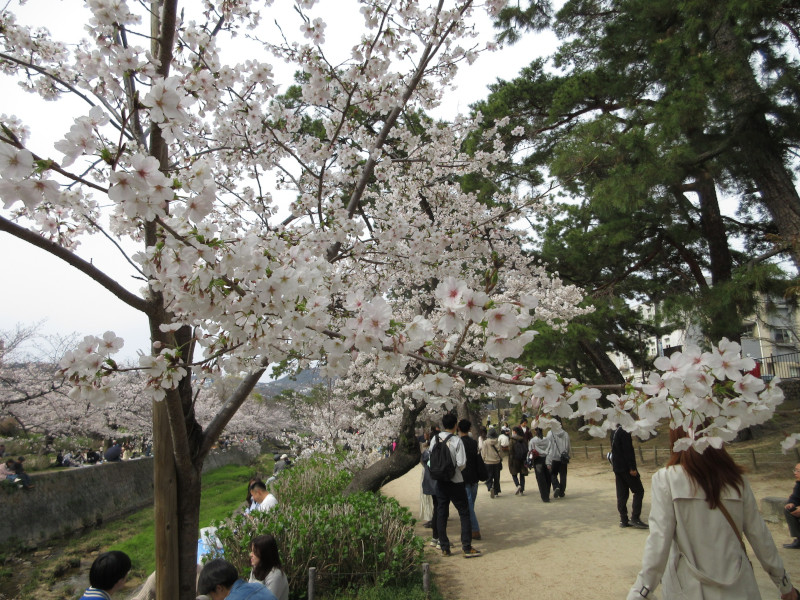 夙川の桜 夙川の桜