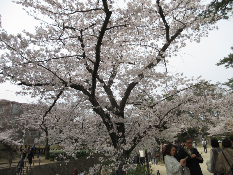 夙川の桜 夙川の桜