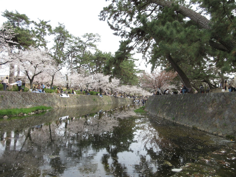 夙川の桜 夙川の桜