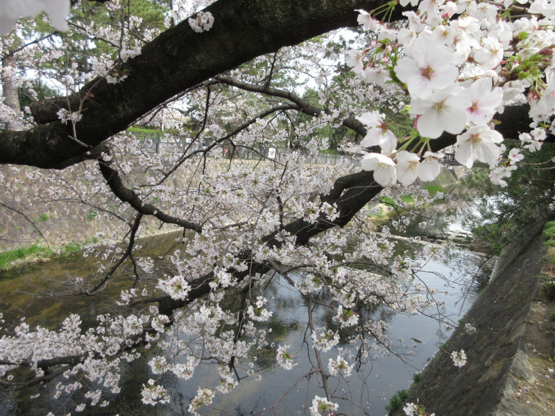 夙川の桜 夙川の桜