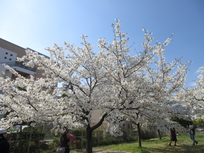 西郷川河口公園の桜 西郷川河口公園の桜