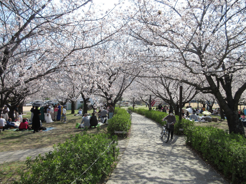 西郷川河口公園の桜 西郷川河口公園の桜