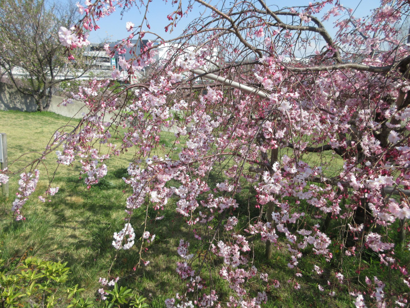 西郷川河口公園の桜 西郷川河口公園の桜