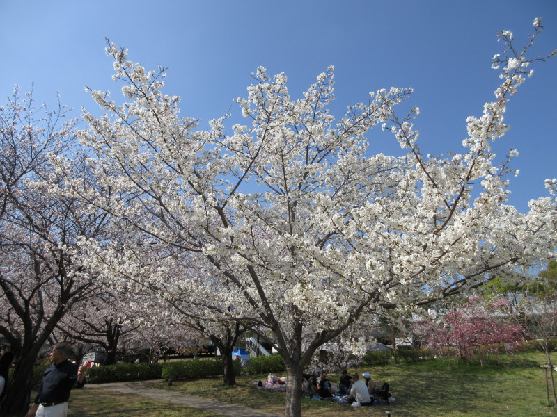 西郷川河口公園の桜 西郷川河口公園の桜
