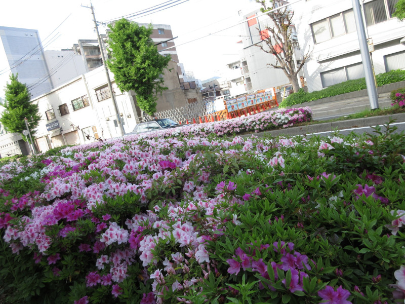 大倉山のツツジ 大倉山のツツジ