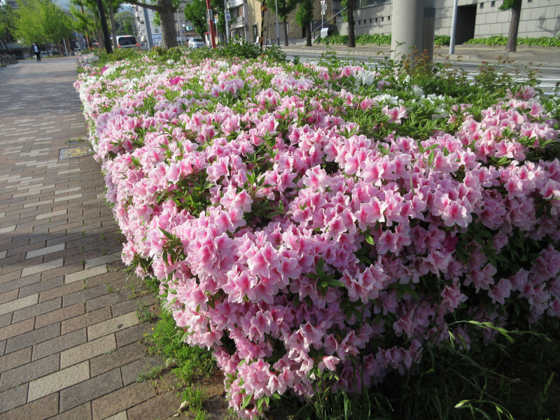 大倉山のツツジ 大倉山のツツジ
