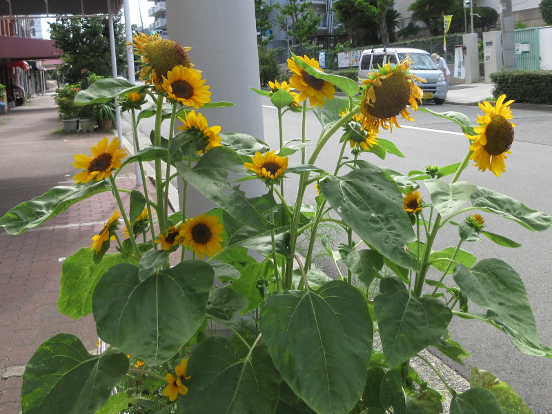 ひまわり ひまわり