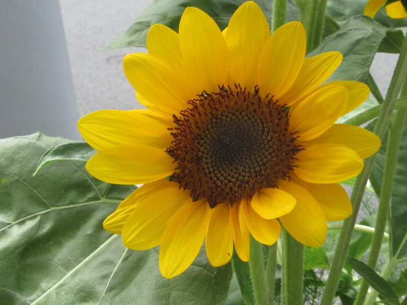 ひまわり ひまわり