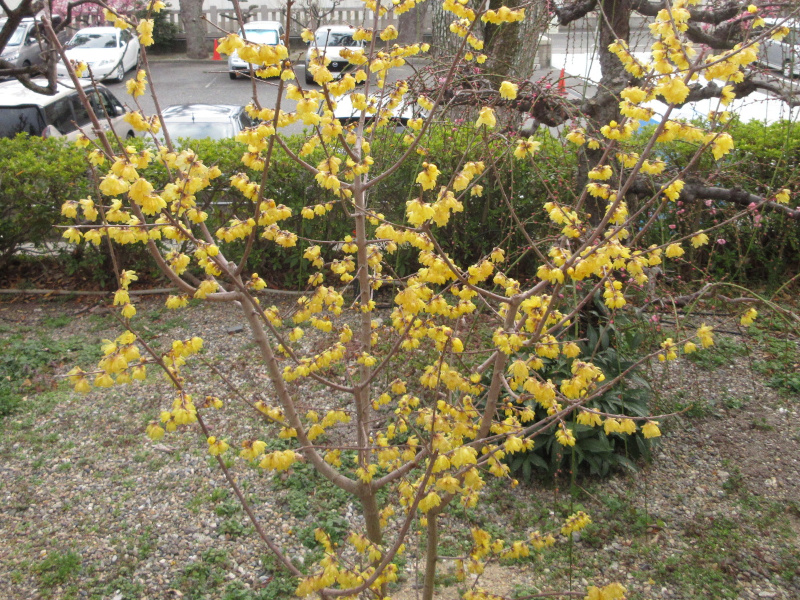 綱敷天満宮 蝋梅 綱敷天満宮 蝋梅