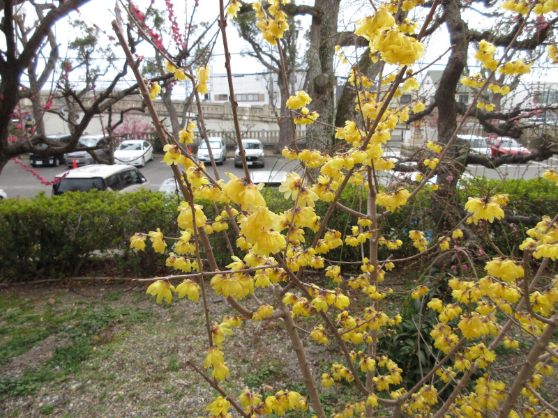 綱敷天満宮 蝋梅 綱敷天満宮 蝋梅