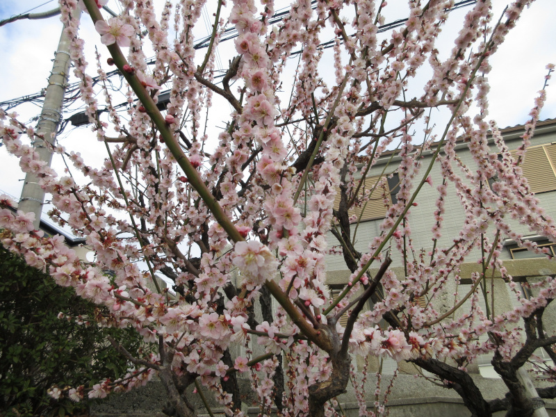 綱敷天満宮 梅 綱敷天満宮 梅