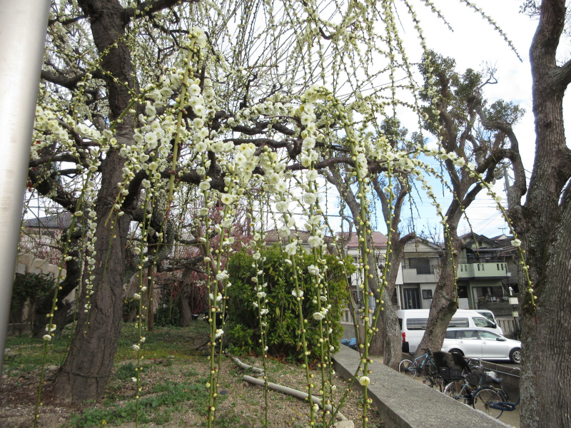 綱敷天満宮 梅 綱敷天満宮 梅