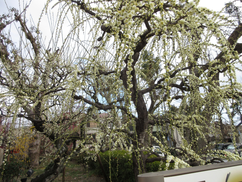 綱敷天満宮 梅 綱敷天満宮 梅