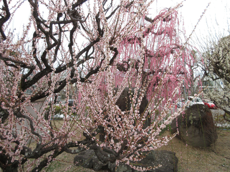 綱敷天満宮 梅 綱敷天満宮 梅