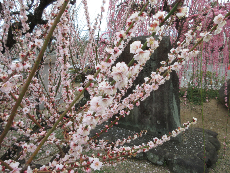 綱敷天満宮 梅 綱敷天満宮 梅