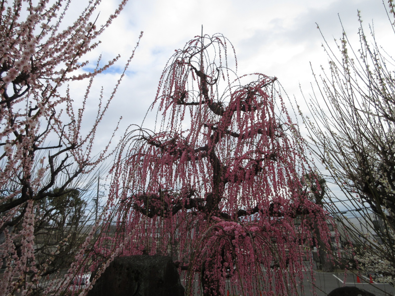 綱敷天満宮 梅 綱敷天満宮 梅