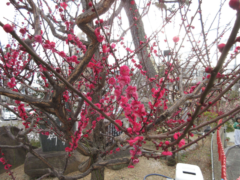綱敷天満宮 梅 綱敷天満宮 梅