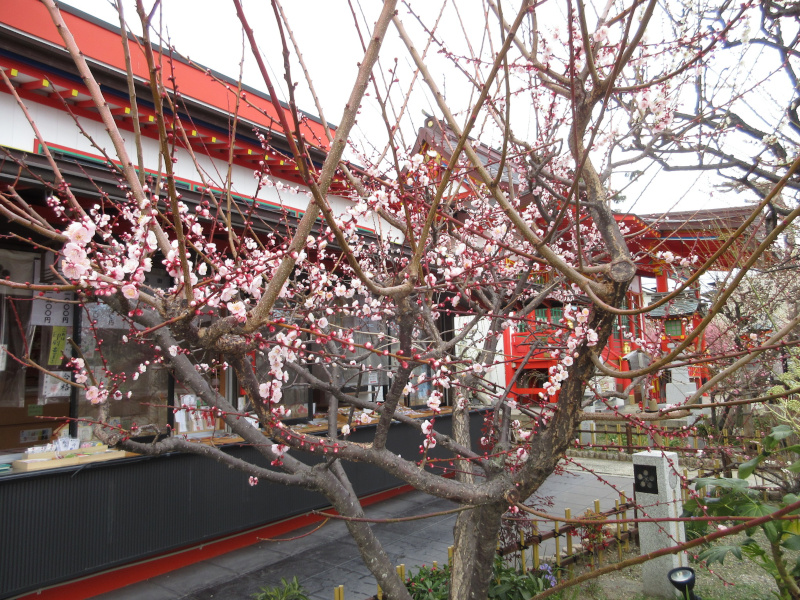 綱敷天満宮 梅 綱敷天満宮 梅