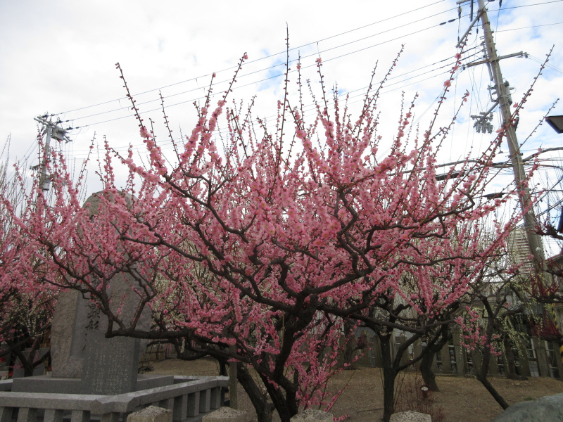 綱敷天満宮 梅 綱敷天満宮 梅