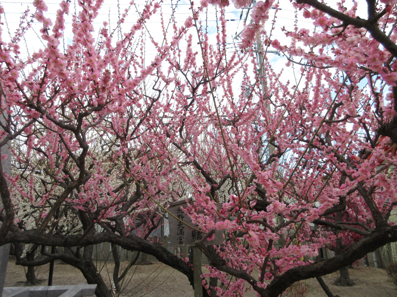 綱敷天満宮 梅 綱敷天満宮 梅