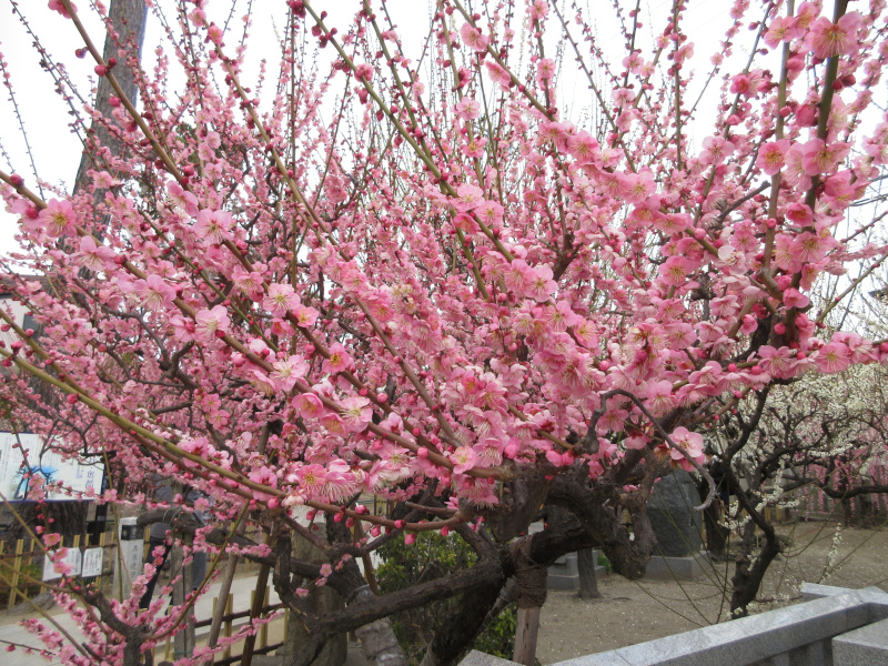 綱敷天満宮 梅 綱敷天満宮 梅