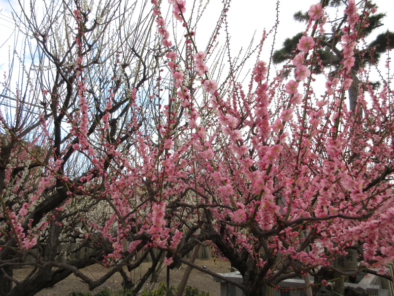 綱敷天満宮 梅 綱敷天満宮 梅