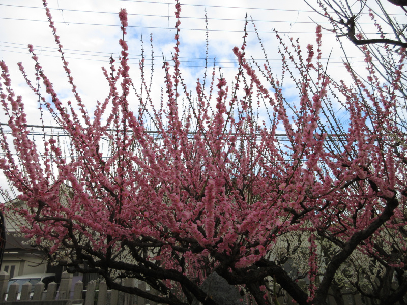 綱敷天満宮 梅 綱敷天満宮 梅