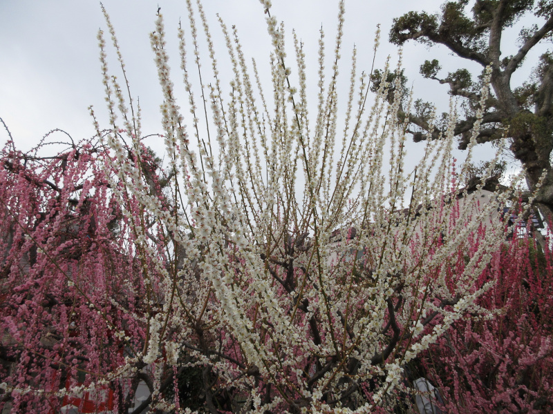 綱敷天満宮 梅 綱敷天満宮 梅