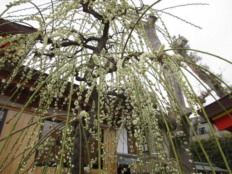 綱敷天満宮 梅 綱敷天満宮 梅