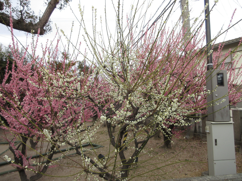 綱敷天満宮 梅 綱敷天満宮 梅