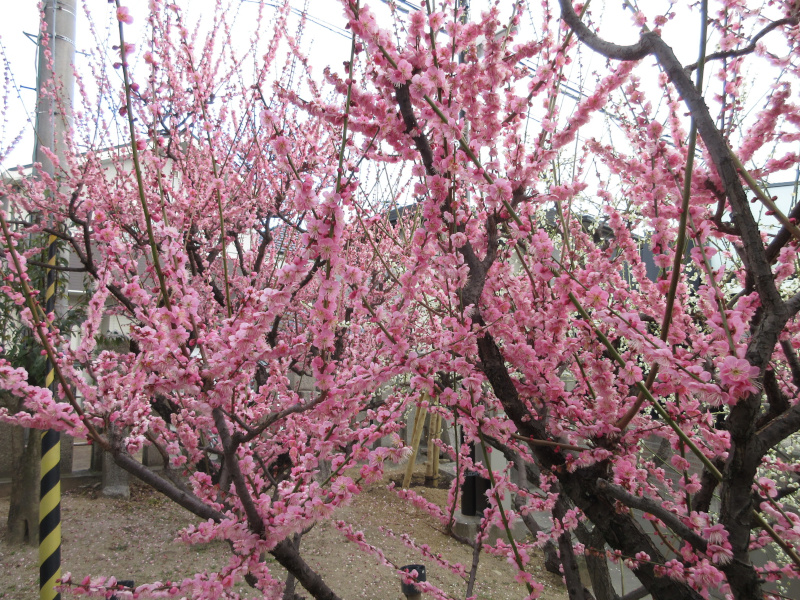 綱敷天満宮 梅 綱敷天満宮 梅