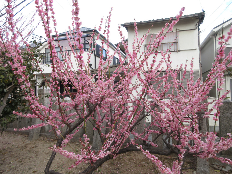 綱敷天満宮 梅 綱敷天満宮 梅