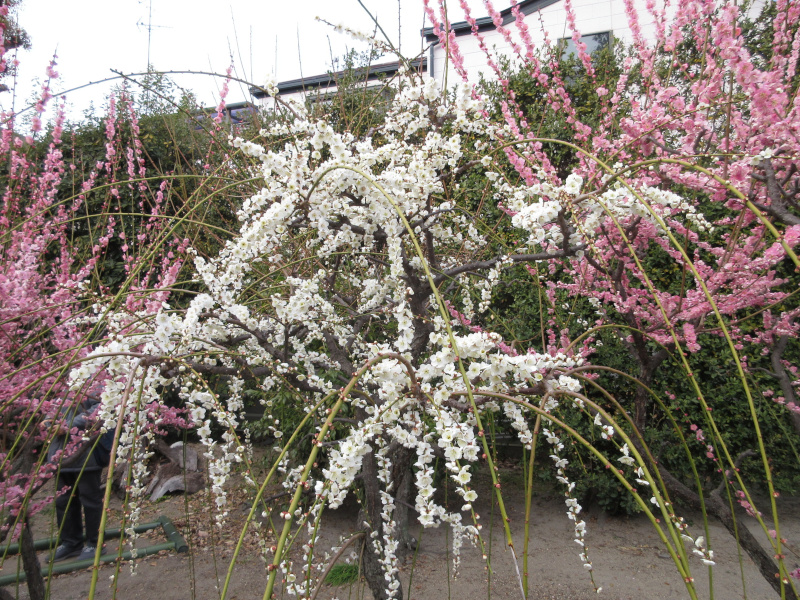 綱敷天満宮 梅 綱敷天満宮 梅