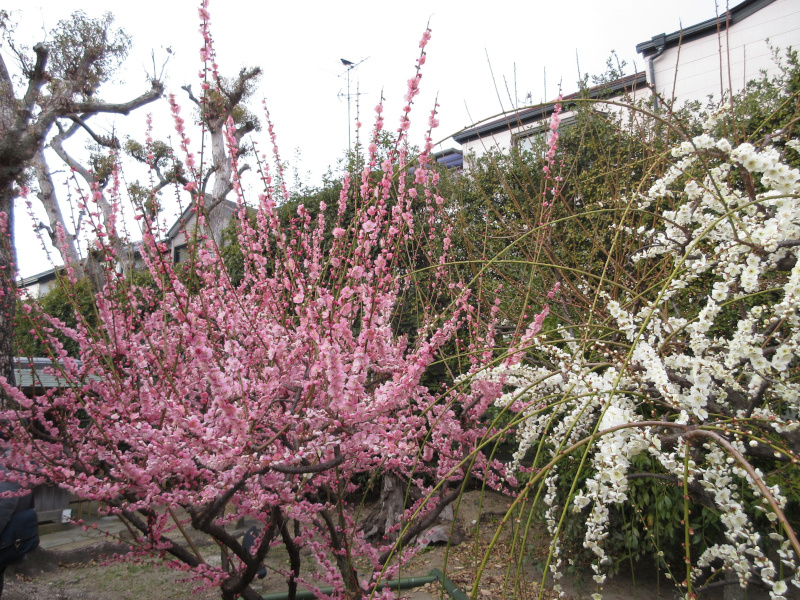 綱敷天満宮 梅 綱敷天満宮 梅